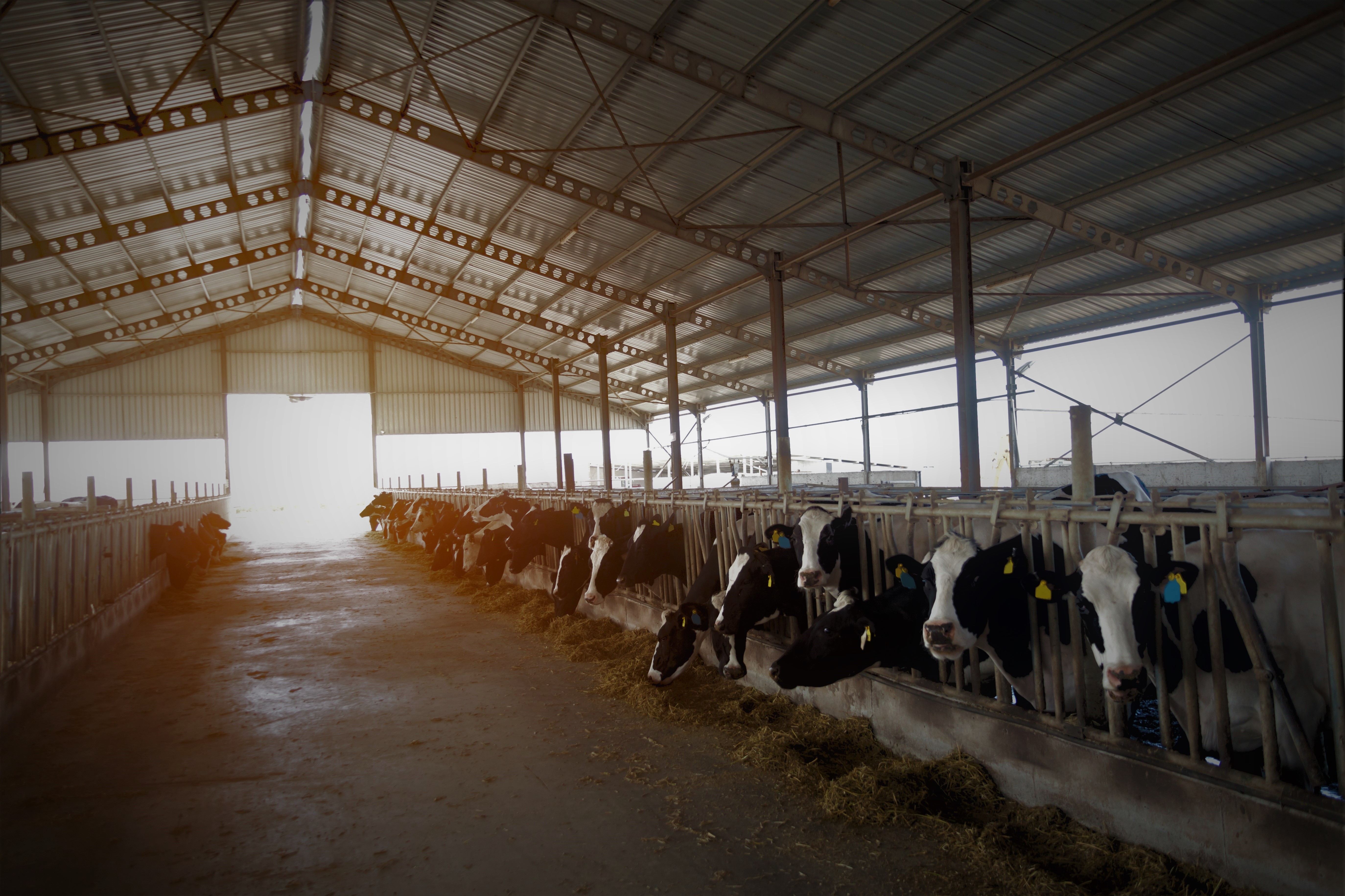 Verlichting en warmtelampen