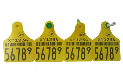 Oormerk | FlexoPlus | BVD 1-biopt | 2x groot