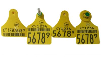 Elektronische oormerk | FlexoPlus | HDX-BVD | groot klein