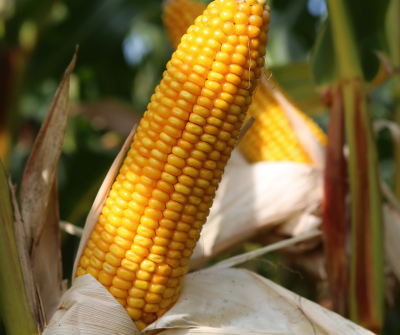 Maiszaad | Hulk | met anti-vogelvraat | 80.000 zaden per zak