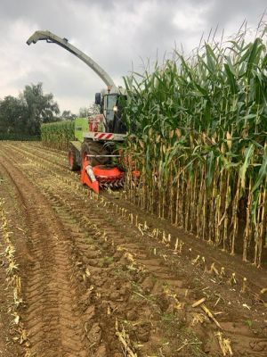 Maiszaad | Hulk | met anti-vogelvraat + ritnaalden ontsmetting | 80.000 zaden per zak