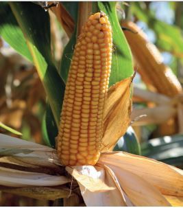 Maiszaad | Mary Jane | met anti-vogelvraat| 80.000 zaden per zak