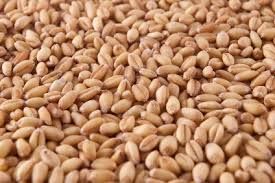 Soda Grain | Bestendige tarwe